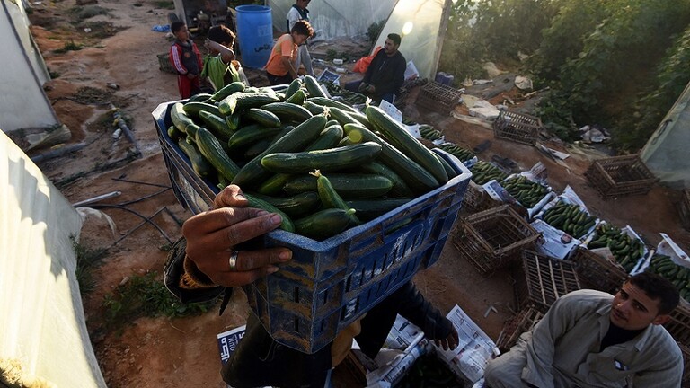 للمرة الأولى في تاريخها صادرات مصر الزراعية تتجاوز 5 6 مليون طن